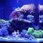 reef_example.jpg